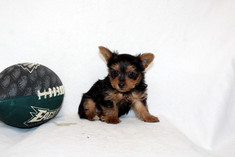 puppy, for, sale, Yorkshire Terrier, Matthew B. Stoltzfus, dog, breeder, Gap, PA, dog-breeder, puppy-for-sale, forsale, nearby, find, puppyfind, locator, puppylocator, aca